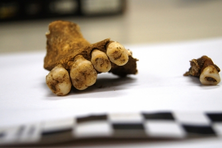 Pesquisadores investigam dieta de seres humanos que ocupavam regio central do RS entre 600 e 200 anos atrs