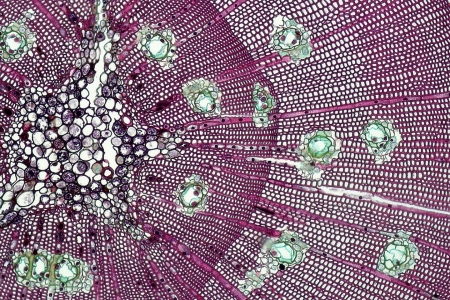 PPGECE da Univates entrega o primeiro ttulo de doutor em Ensino de Cincias Exatas a professor de Rubim/MG