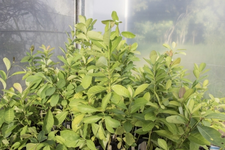 Univates seleciona bolsista para projeto de pesquisa sobre desenvolvimento de bioherbicida a partir de extratos de erva-mate