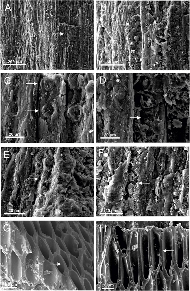 Im�genes de madera carbonizada analizadas bajo un microscopio