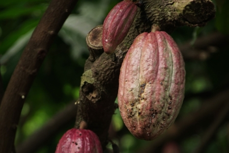 Estudo avalia impacto de caros em frutos de cacau