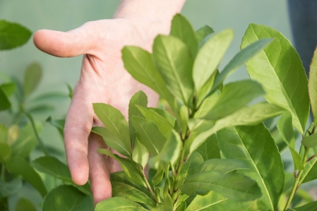 Univates seleciona bolsistas para atuarem em projeto de pesquisa