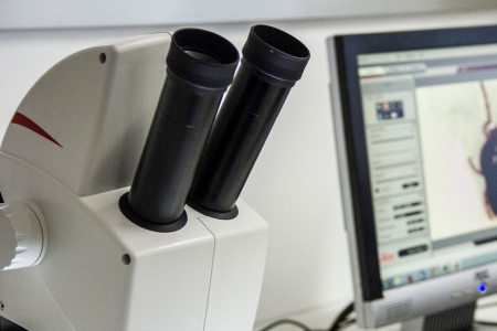 Pesquisadores descobrem novas espcies de caros no Pampa