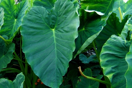 Guias elaborados por pesquisadores da Univates auxiliam comunidade a identificar espcies presentes nas margens de cursos dgua da regio