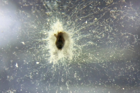 Projeto de pesquisa desenvolvido na Univates busca solues inovadoras para controle de caros na avicultura