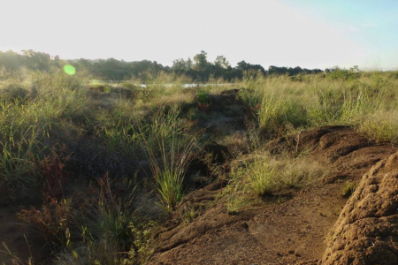 Enchentes abrem caminho para avano de espcies invasoras s margens do rio Taquari