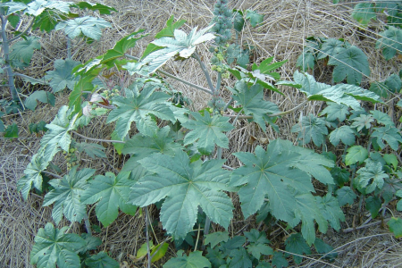 Pesquisadores publicam estudo sobre percepo de estudantes a respeito de plantas nativas e exticas