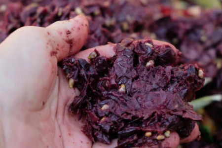 Bolo com farinha de casca de uva desenvolvido por aluna do curso de Nutrio da Univates alcana ndice de aceitabilidade para ser includo no cardpio escolar