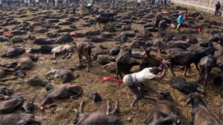 País proíbe matança de 200 mil animais em festival