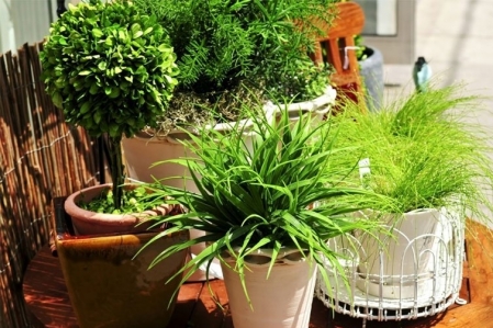 Testes confirmam eficincia de plantas como purificadoras de ar
