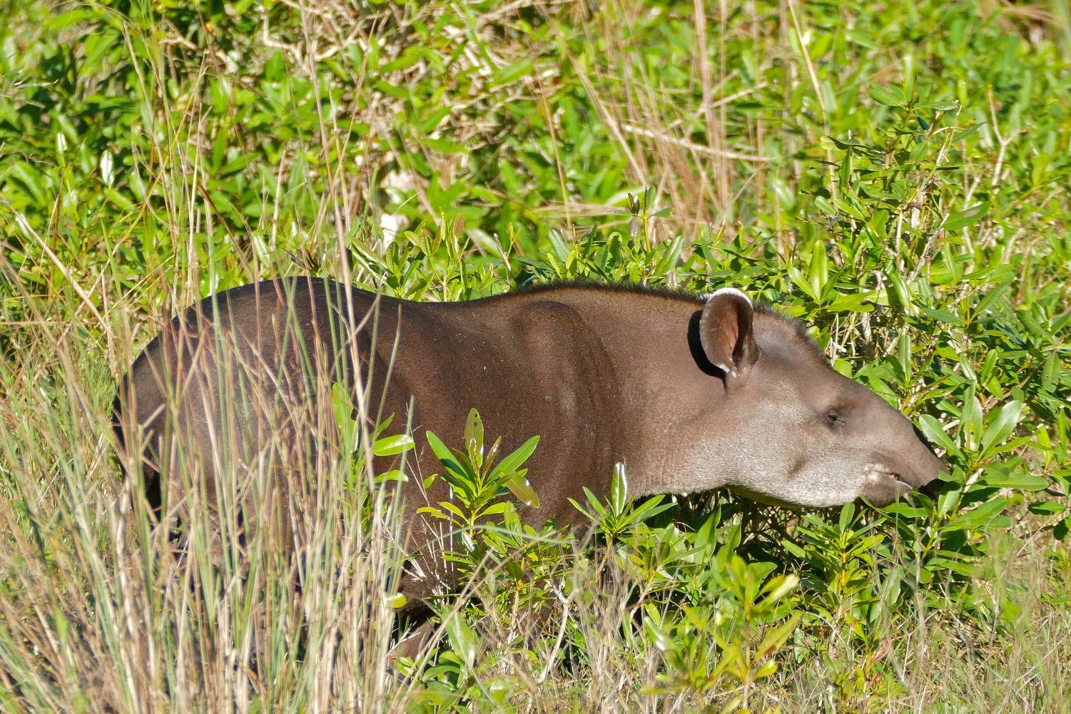 Anta, a jardineira das florestas: estudo da Univates e da Ufrgs aponta que animais aceleram regeneração florestal ao espalharem sementes que a germinam mais rápido