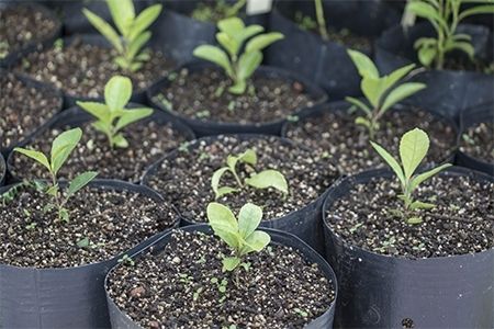PPGSAS e PPGBiotec t�m pesquisa para favorecer a produ��o de mudas de erva-mate