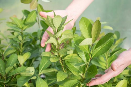 Qualidade da semente de erva-mate varia conforme a planta-m�e e a posi��o da copa, aponta pesquisa ga�cha