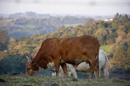 Boas pr�ticas agr�colas elevam a qualidade do leite no Vale do Taquari e ressaltam a sustentabilidade da produ��o familiar