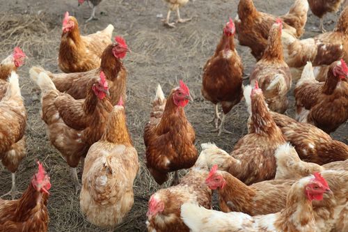 Projeto de pesquisa sobre controle de �caros na cadeia av�cola seleciona bolsista