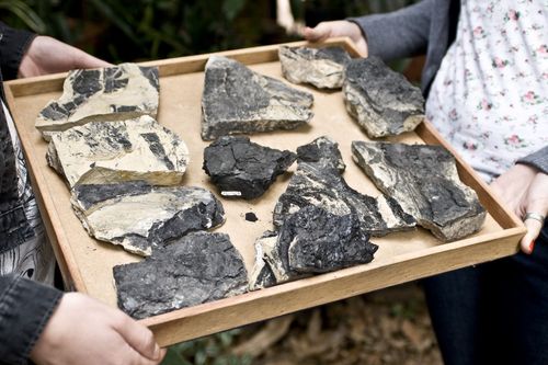 Pesquisador eg�pcio compartilha experi�ncias na �rea de paleobot�nica na Univates