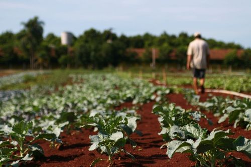 Voc� � o que voc� come: consumo de alimentos org�nicos torna a vida mais feliz