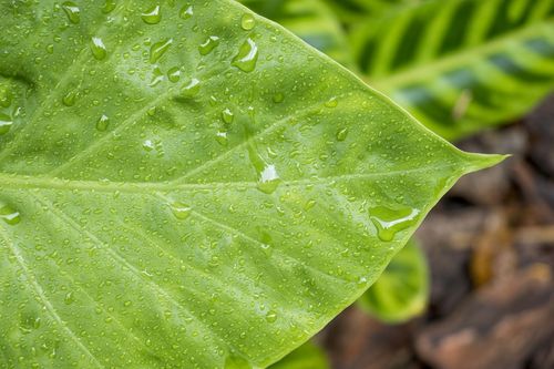 A pesquisa cient�fica como aliada para preserva��o do meio ambiente