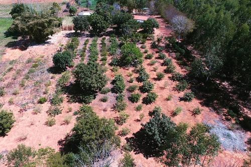 Agroextrativismo incentiva a preserva��o do Cerrado, aponta pesquisa da Univates