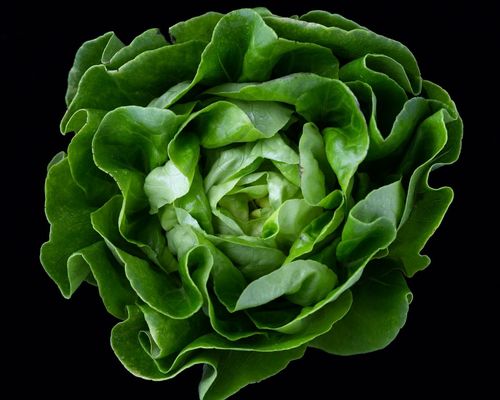 Pesquisa da Univates constata que sistema de cultivo influencia na composi��o de nutrientes das hortali�as