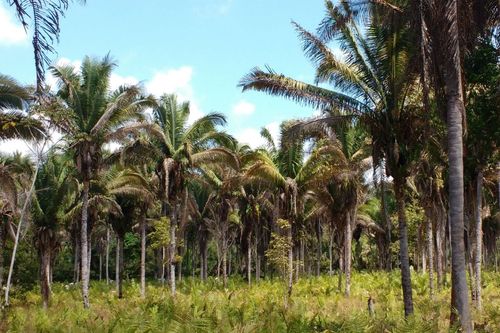 Potencial do biodiesel de baba�u motiva pesquisa e mais dois pedidos de patente para a Univates