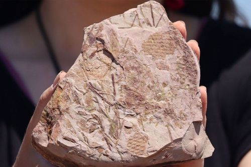 Mais de 30 esp�cimes de f�sseis s�o analisados em laborat�rio da Univates