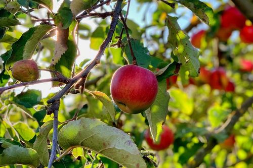 Pesquisa da Univates caracteriza �caros em planta��es de ma��s do RS, SC e PR