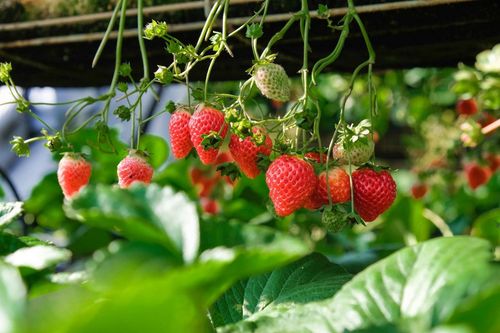 Estudo investiga rela��o entre acarofauna presente em campos de morangueiro org�nico e esp�cies de plantas daninhas no Sul do Brasil