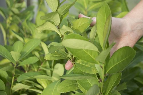 Pesquisa sobre potencial bioherbicida de folhas de erva-mate busca bolsistas para atuarem com v�nculo com a Fapergs