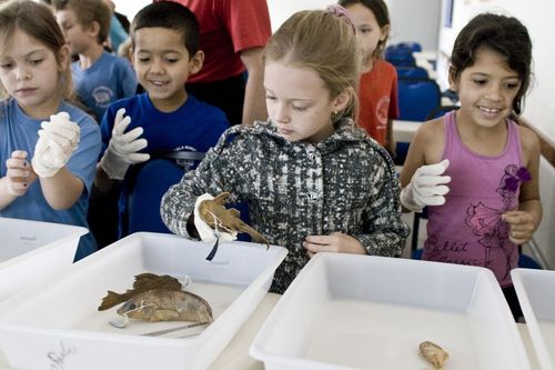 Qual � o papel dos museus na educa��o cient�fica e na divulga��o das ci�ncias?