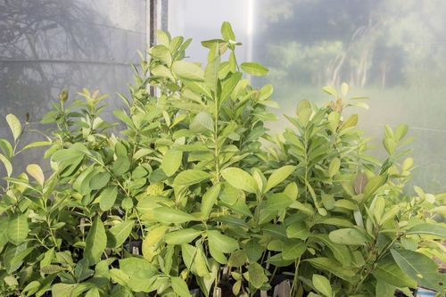 Univates seleciona bolsista para projeto de pesquisa sobre desenvolvimento de bioherbicida a partir de extratos de erva-mate