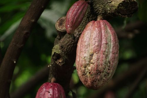 Estudo avalia impacto de �caros em frutos de cacau