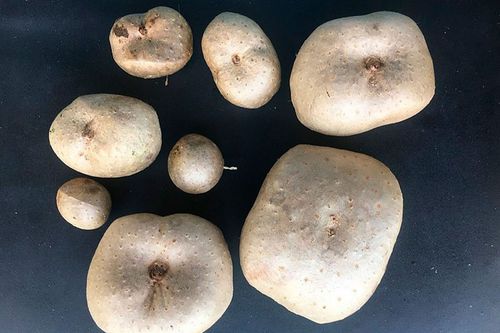 E se utiliz�ssemos farinha de car�-moela para substituir a farinha tradicional na produ��o da massa de lasanha?