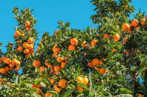 Estudo revisa, na literatura, as potencialidades do controle biol�gico em plantas c�tricas