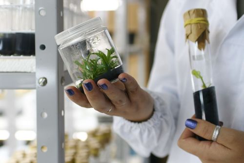 Equipe de pesquisadores lan�a guias para identifica��o de plantas nativas e ex�ticas invasoras