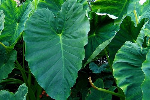 Guias para identifica��o de plantas nativas de margens de rios e esp�cies invasoras ser�o entregues � comunidade pela Univates