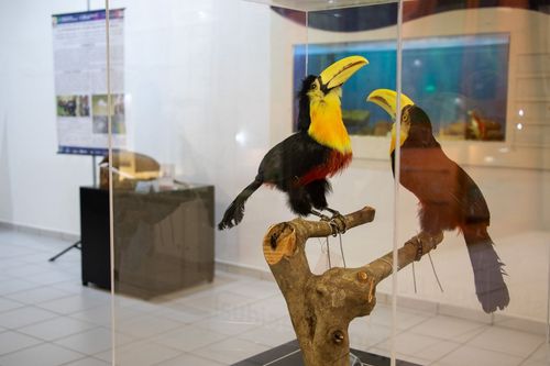 Museu de Ci�ncias apresenta exposi��o sobre fauna encontrada no campus da Univates