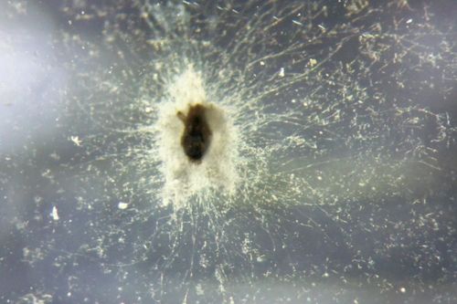 Projeto de pesquisa desenvolvido na Univates busca solu��es inovadoras para controle de �caros na avicultura