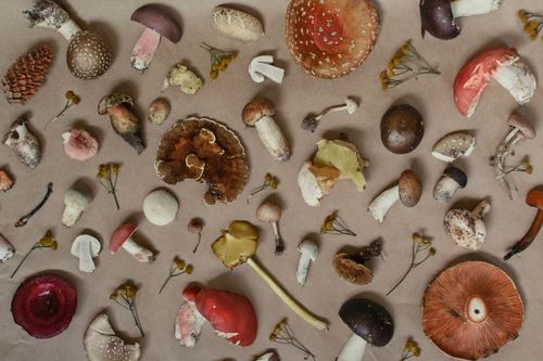 Exposi��o no Museu de Ci�ncias Univates aborda o reino dos fungos