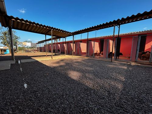 Diplomado da Univates desenvolve sistemas automatizados para o Canil Municipal de Lajeado