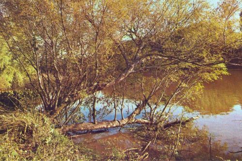 Pesquisa revela m�todo eficaz para germina��o de sarandi-amarelo e sua import�ncia na restaura��o ambiental de margens de rios