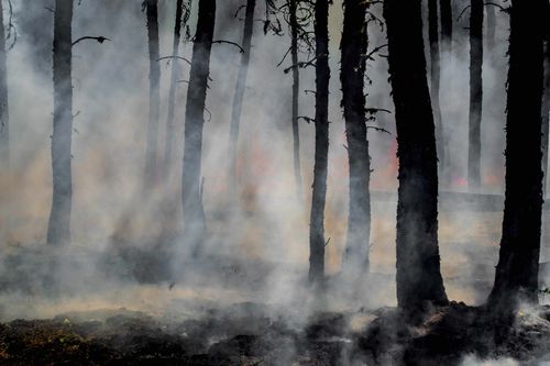 Descoberta in�dita revela inc�ndios florestais na Amaz�nia h� 43 mil anos