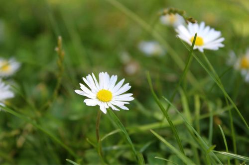 Pesquisadores descobrem duas novas esp�cies de �caros no bioma Pampa associadas a plantas da fam�lia Asteraceae