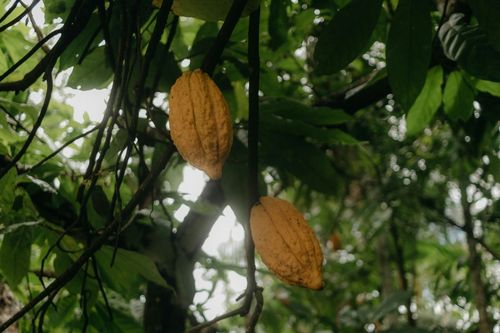 Estudo revela a diversidade de �caros associados ao cacaueiro na regi�o Bragantina, na Amaz�nia Oriental