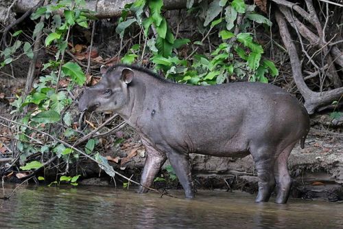 Anta, a jardineira das florestas: estudo da Univates e da UFRGS aponta que animais aceleram regenera��o florestal ao espalhar sementes que a germinam mais r�pido