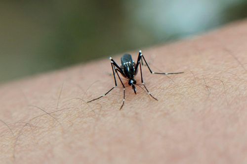Estudo investiga como as enchentes de novembro de 2023 influenciaram o aumento de casos de dengue no Rio Grande do Sul em 2024