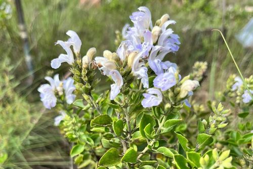 �leo essencial de planta nativa do bioma Pampa no Rio Grande do Sul desponta como alternativa sustent�vel no controle de plantas infestantes e invasoras