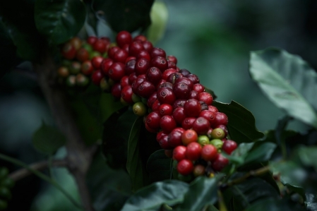 60% das espécies de café do mundo correm risco de extinção